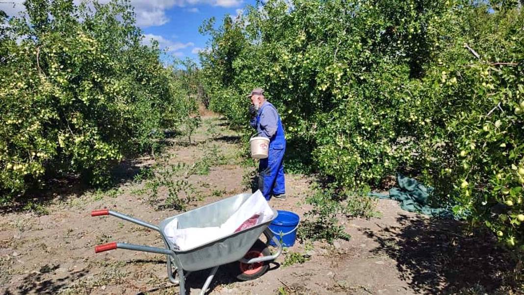 Ankara'nın saklı şifası: 'Hayat meyvesi' diyorlar! 5